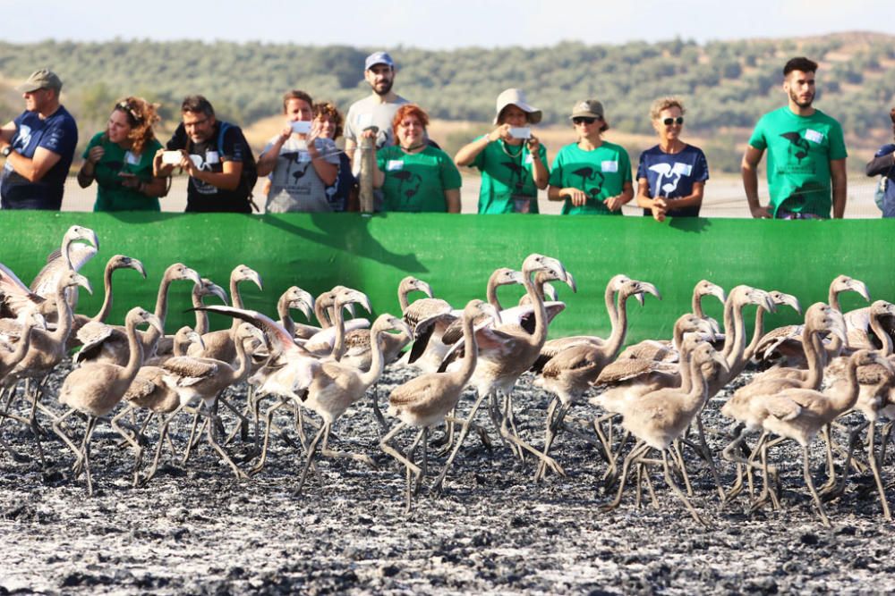 Unos seiscientos pollos de flamenco han sido anillados este sábado por voluntarios procedentes de toda España en la Reserva Natural Laguna de Fuente de Piedra,, actividad con la que la Junta realiza el seguimiento individual de estas aves y estudia diferentes aspectos de la biología de esta especie.