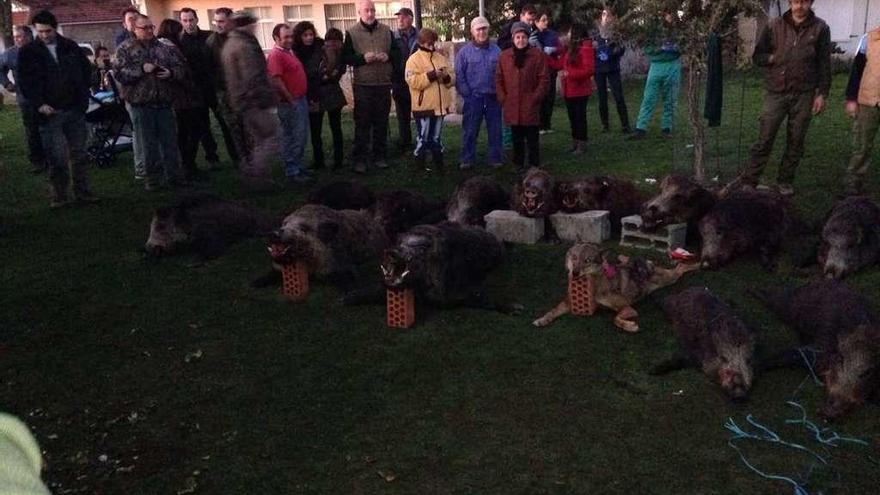 Una pasada montería organizada en la provincia de Zamora para la caza de lobo y jabalí.