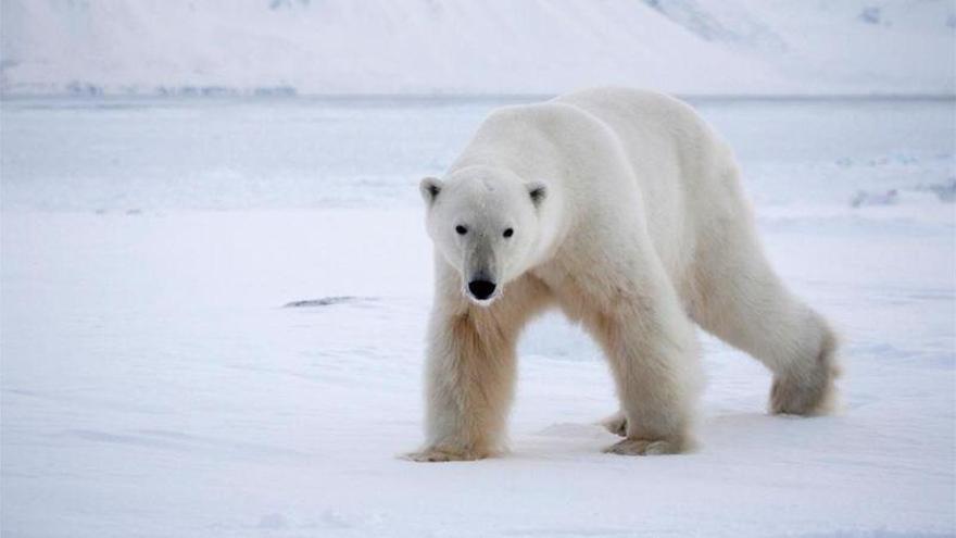 El oso polar chafardero que aborda un submarino nuclear ruso