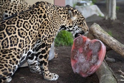 'Nindiri', un jaguar de cinco años chupa un trozo de carne congelada con forma de corazón del Día de San Valentín en el zoo de San Diego