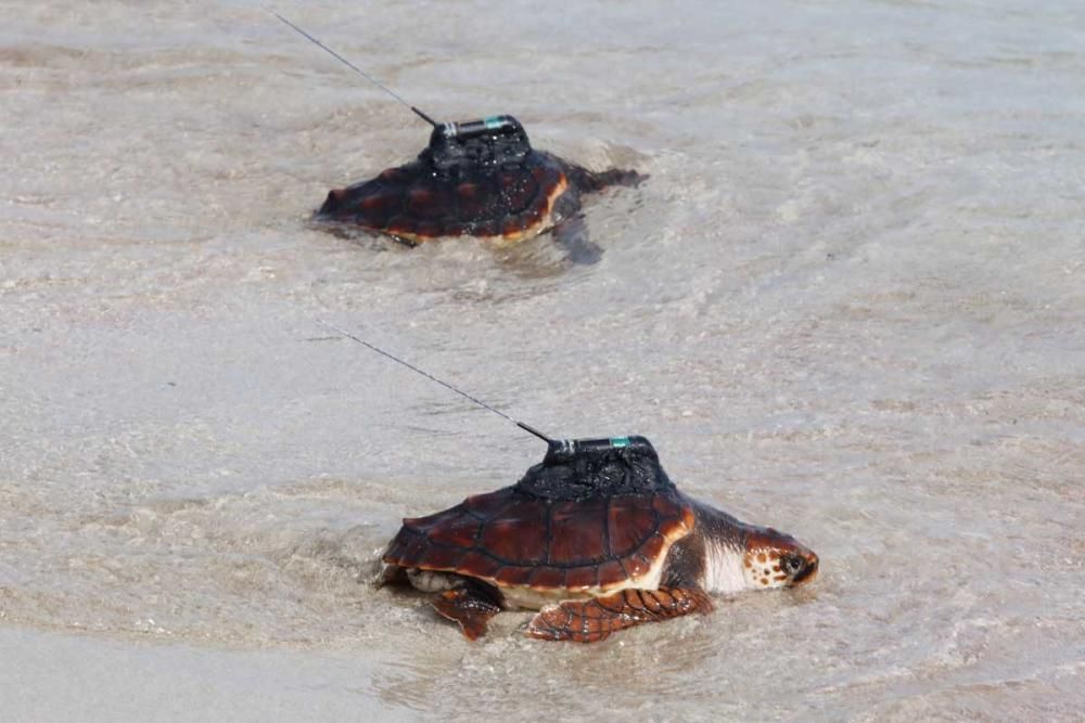 Liberadas en Ibiza 26 tortugas de la primera puesta registrada en Baleares