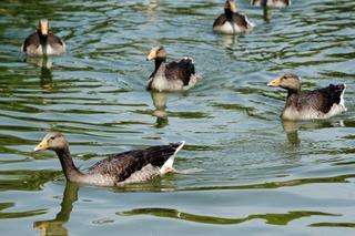 Detectado un caso de gripe aviar en río Besòs que obliga a establecer una zona control de 3 km