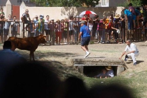 Suelta de vaquillas en las fiestas de La Visitación en Fuentesaúco