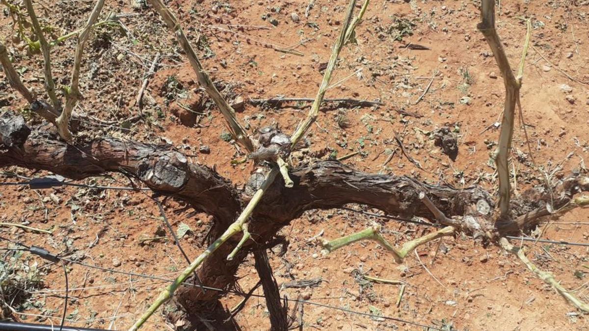 Efectos del pedrisco
en la aldea Roma de 
Requena.  unió de llauradors