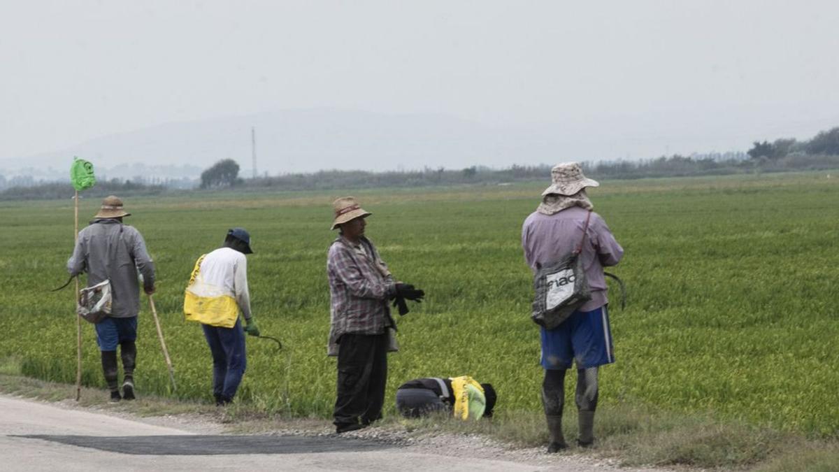 El calor le sienta bien al arroz