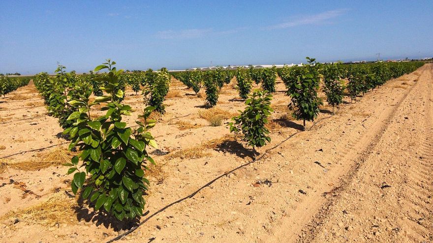 La Región de Murcia muestra a Malta sus modernos regadíos