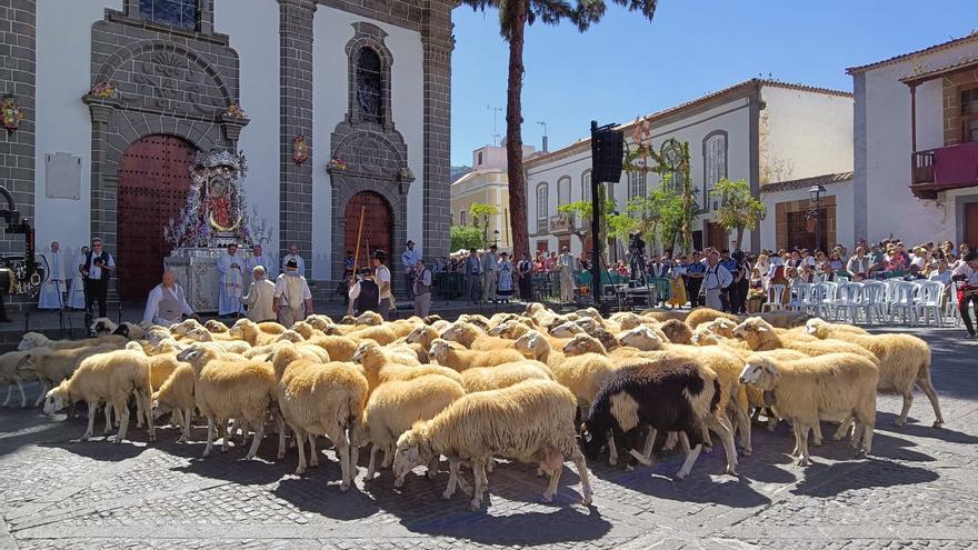 Romería ofrenda a la Virgen del Pino en la plaza de la Basílica de Teror