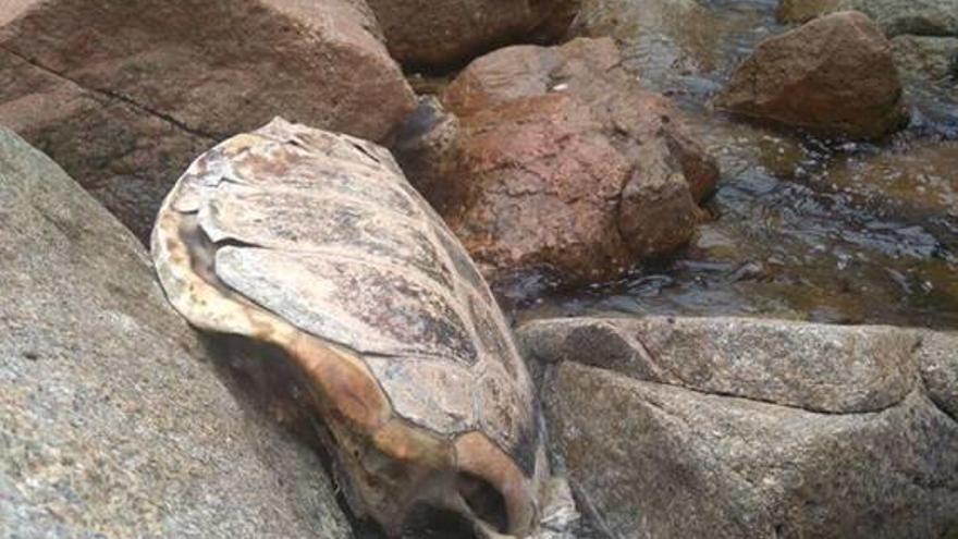 El cadàver de la tortuga va ser trobat a cala Romaguer.