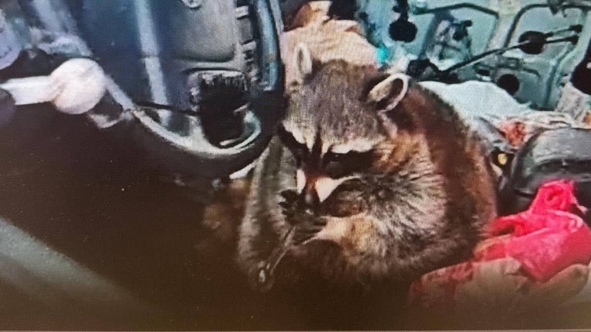 Chewy, el mapache que los agentes pillaron con una pipa de metanfetamina.