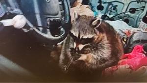 Chewy, el mapache que los agentes pillaron con una pipa de metanfetamina.