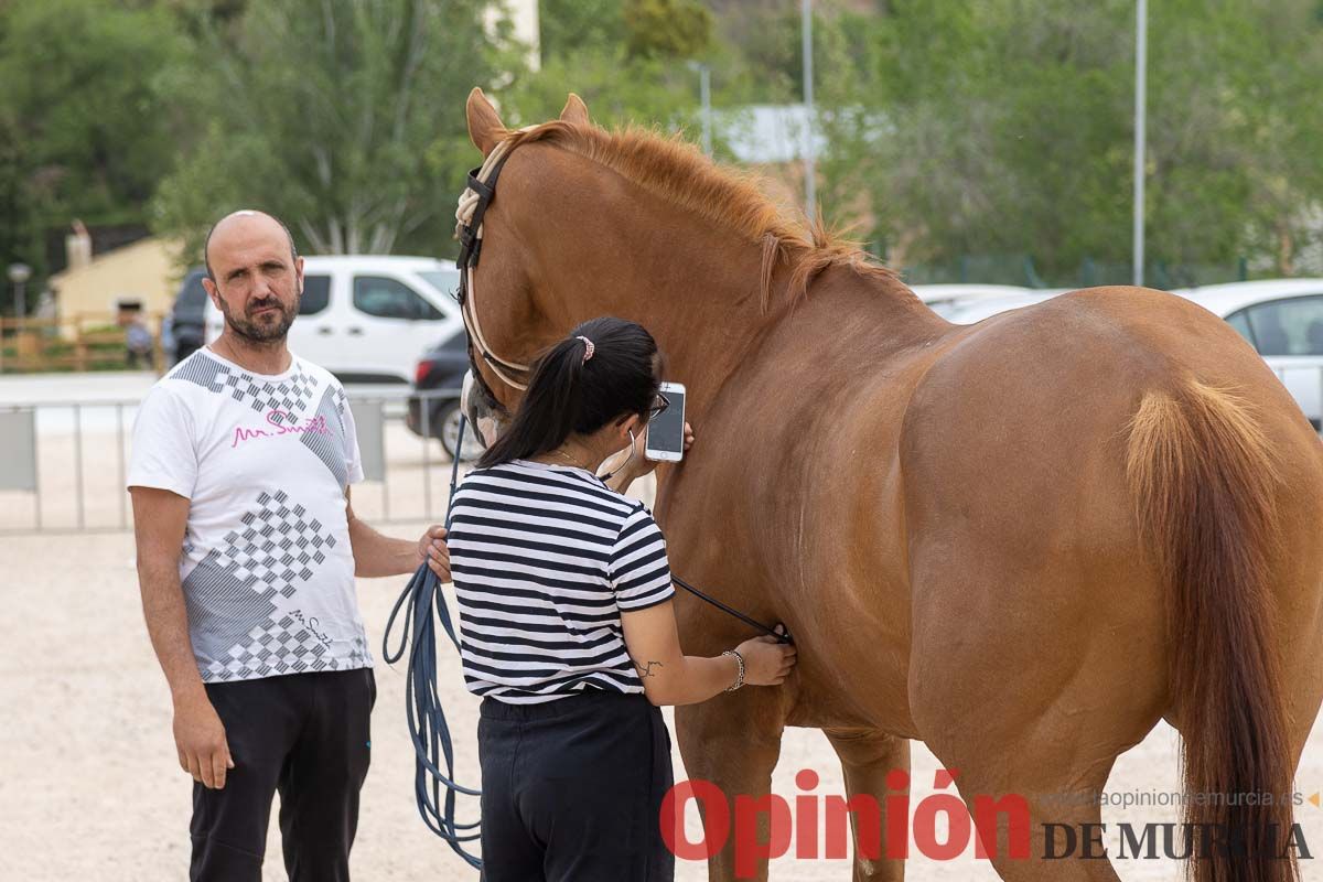 Control veterinario de los Caballos del Vino en Caravaca