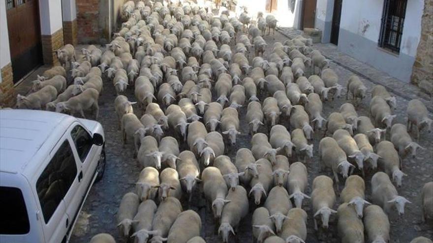 Las ovejas también se van a la costa