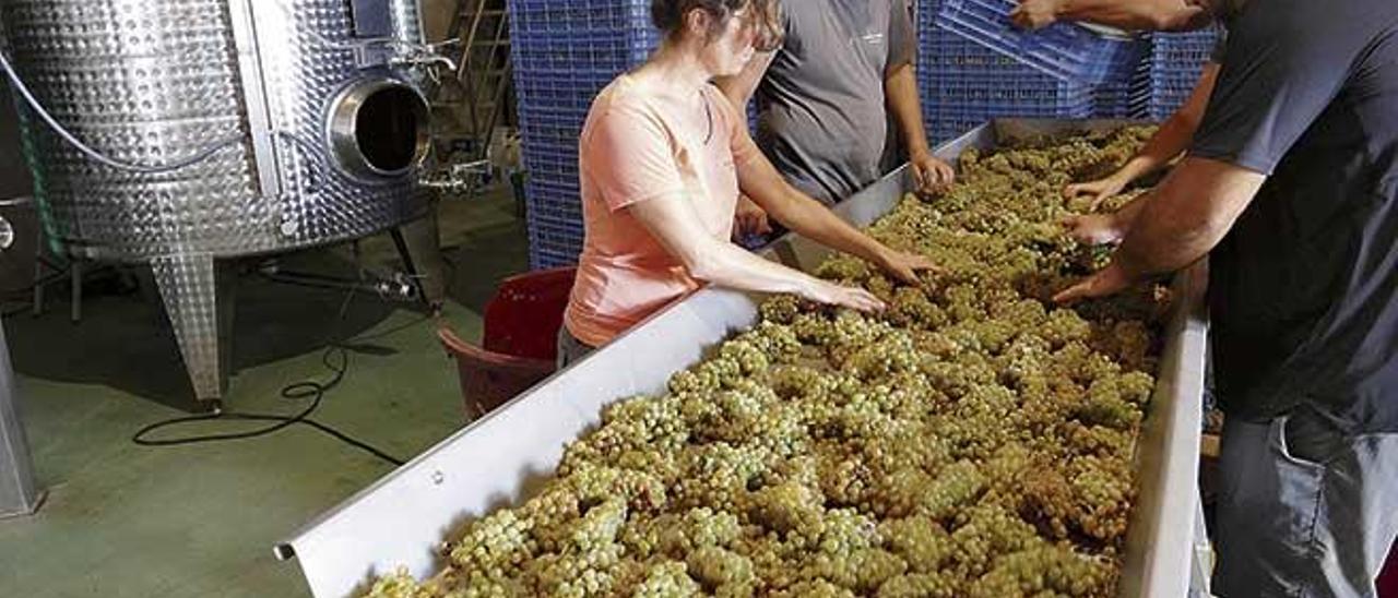 Este aÃ±o, las bodegas se verÃ¡n obligadas a reducir su producciÃ³n.