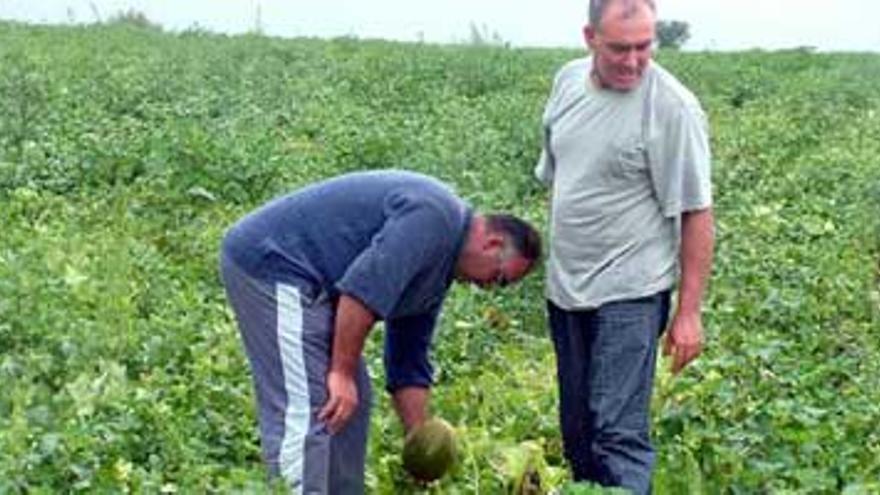 Las organizaciones agrarias rompen la negociación del convenio del campo