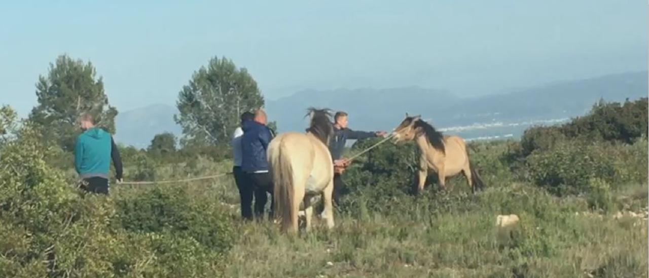 Momento en el que intentan robar caballos transhumantes en Tous