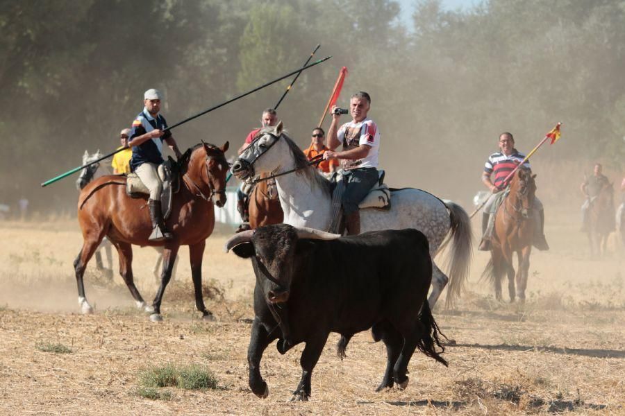 Fiestas en Zamora: Encierro en El Pego