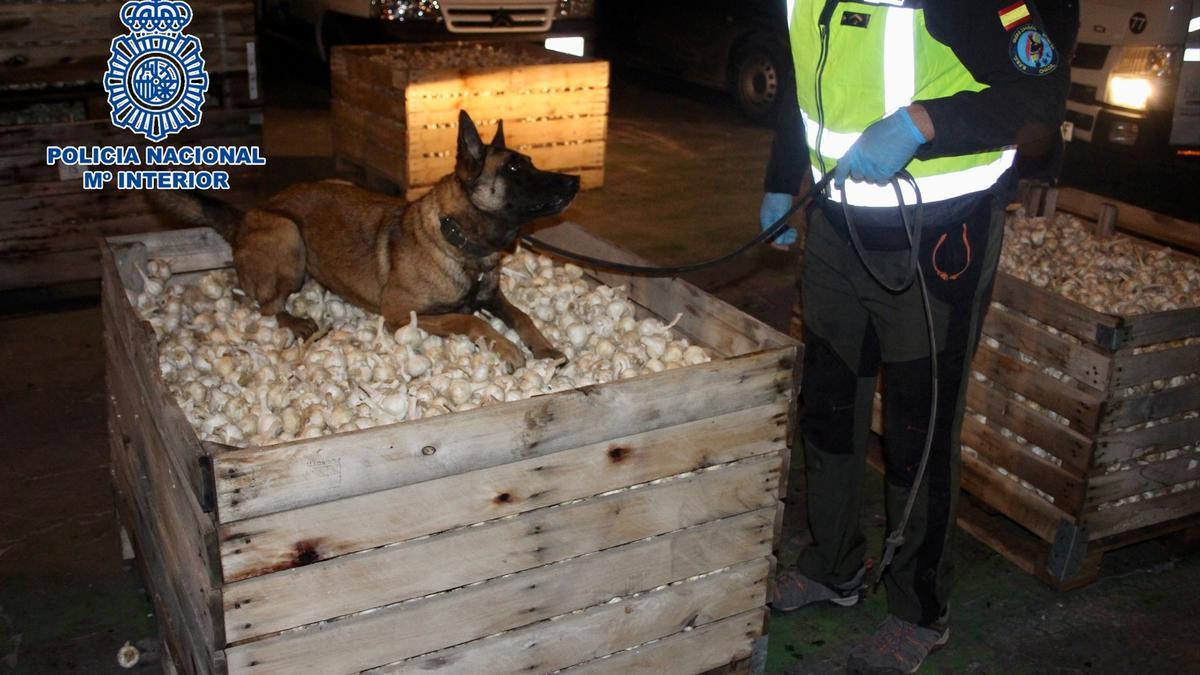 Un perro policía, sobre los ajos intervenidos.