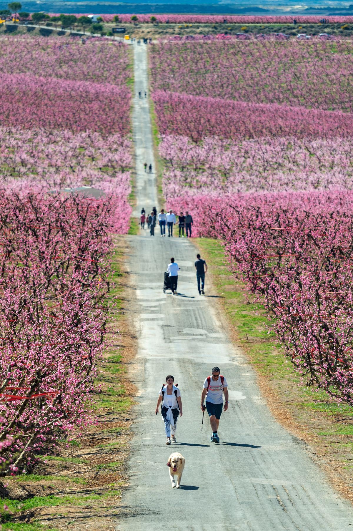 El espectáculo de la floración de los frutales en el Baix Segria, Lleida