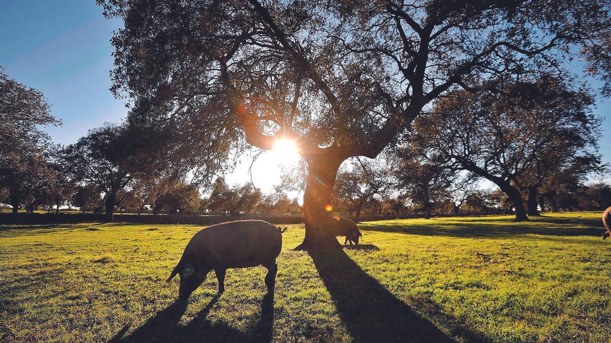 Cerdos ibéricos, durante la montanera, en una dehesa de la comarca de Los Pedroches.