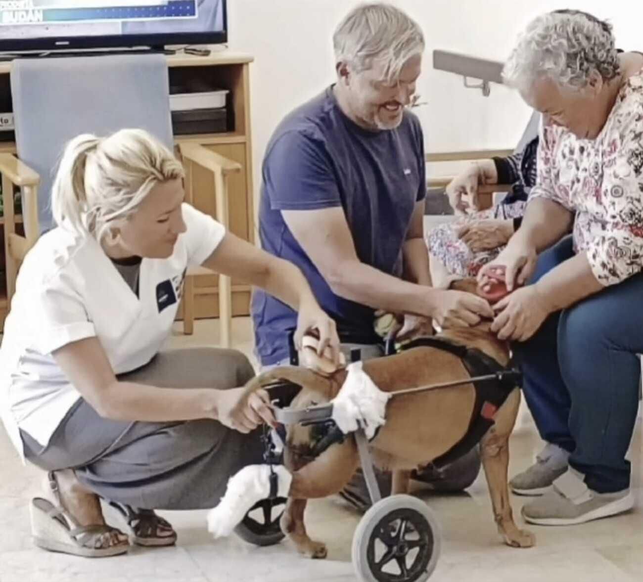 Arrugas con huellas: proyecto con mascotas abandonadas en centro de mayores