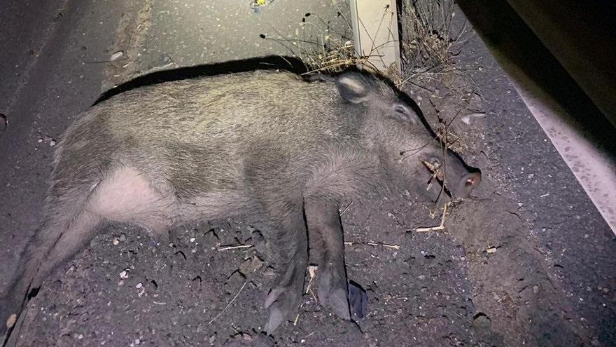 Un hombre herido grave al chocar su coche con un jabalí en Las Quemadas