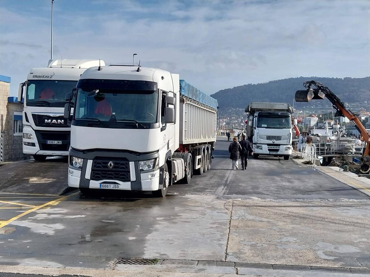 Varios camiones de los quince que pasaron durante toda la mañana de este domingo por el puerto de Bueu para cargar mejillón.