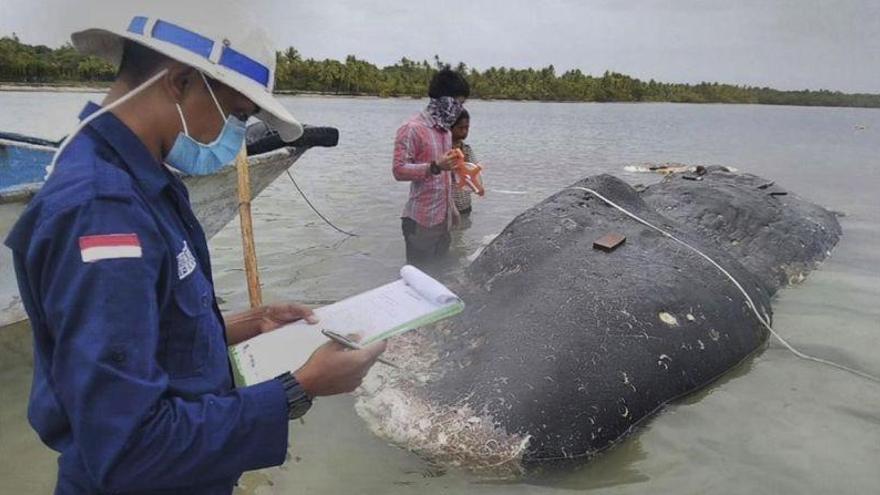 Hallado un cachalote muerto con 6 kilos de plástico en el estómago en Indonesia