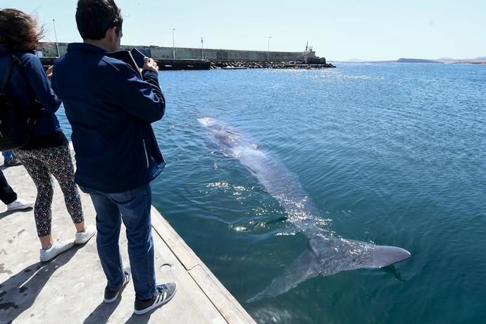 TELDE  13-03-19   TELDE. Localizan a una ballena cachalote hembra de nueve metros muerta flotando en la costa de Telde, la cual fue trasladada hasta el muelle de Taliarte a la espera de sus traslado al vertedero de Juana Grande donde le practicaran la necropsia. FOTOS: JUAN CASTRO