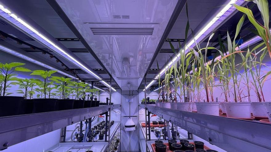 La revolución de los cultivos agrícolas regenerados con microalgas que se ha inventado en Almería