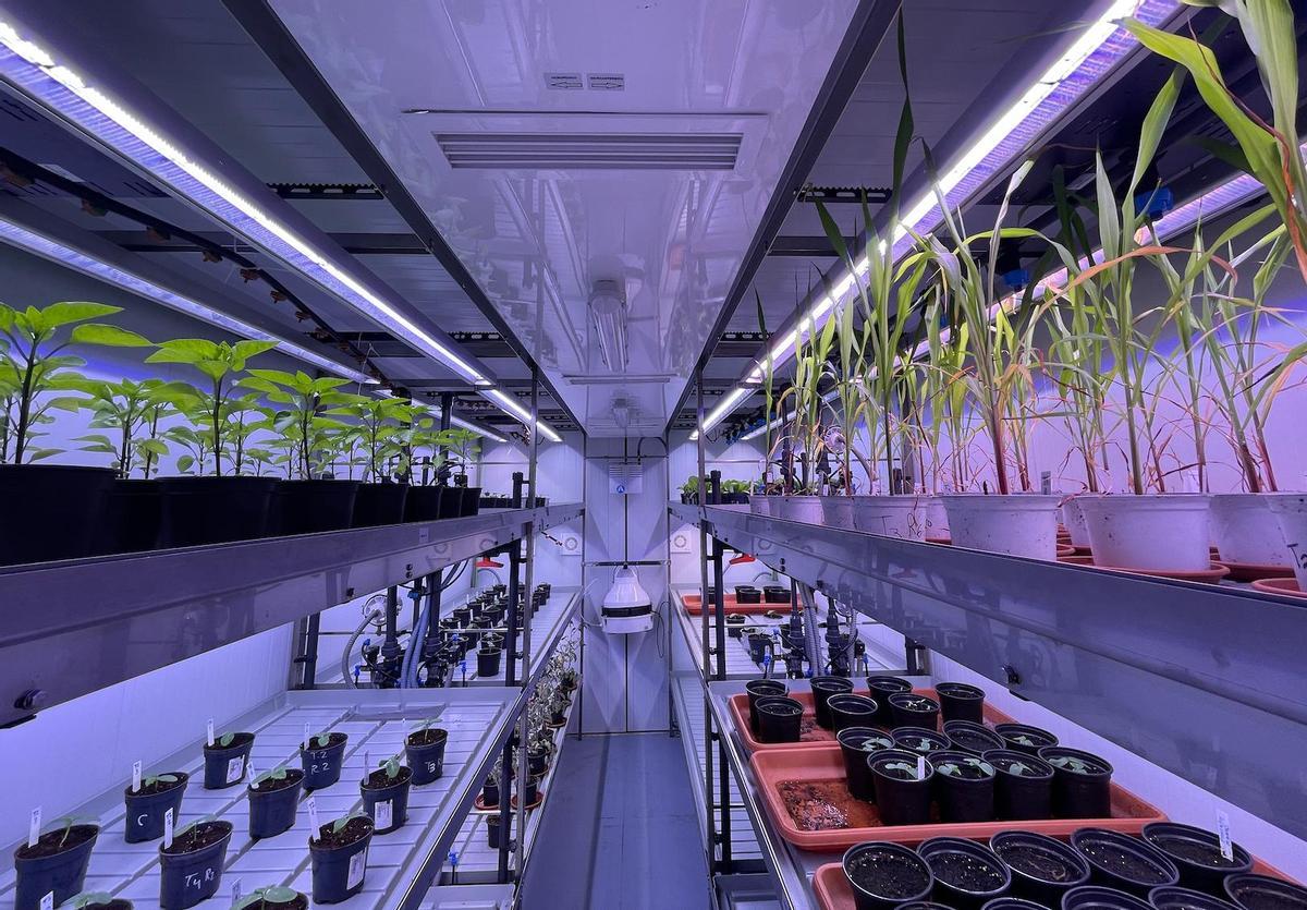 La empresa almeriense Biorizon Biotech tiene en sus instalaciones un fitotrón (en la imagen) donde validar la efectividad de sus productos para cultivos agrícolas bajo condiciones completamente controladas, reproduciendo las características ambientales de cualquier lugar del mundo.