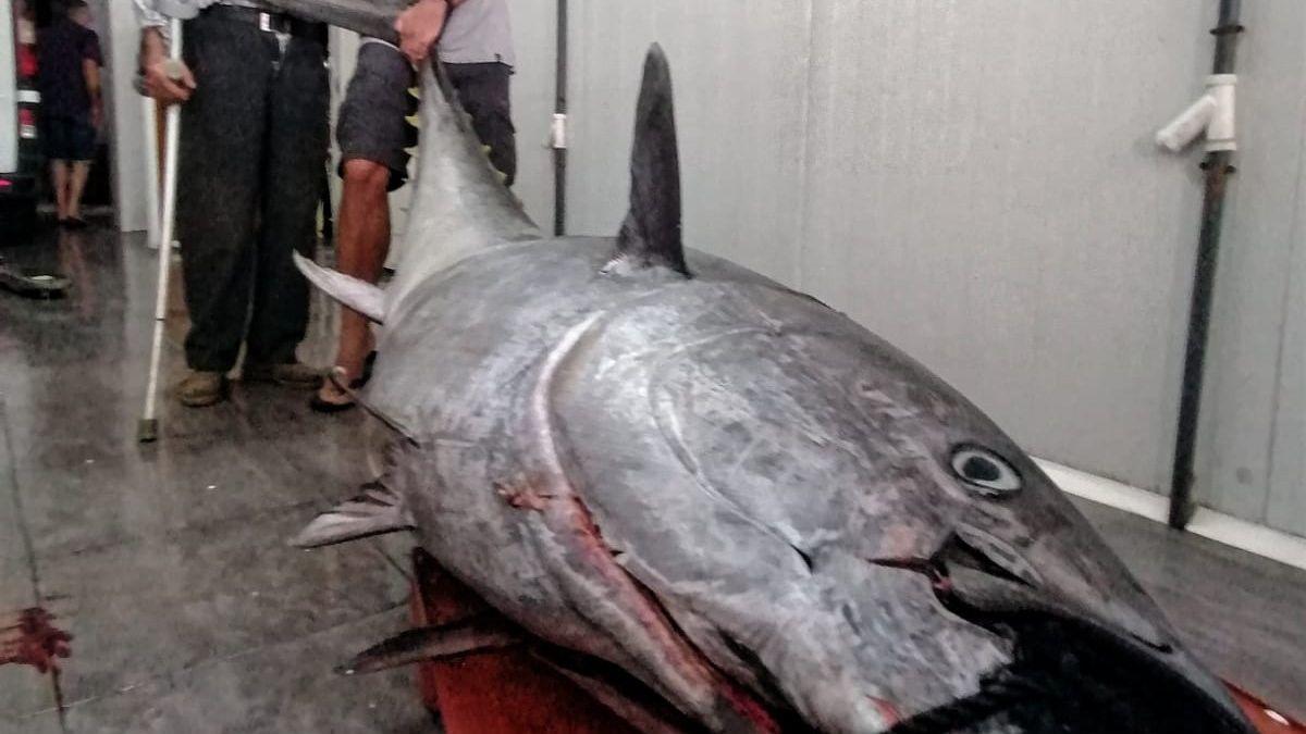 El ejemplar de atún capturado por los pescadores.