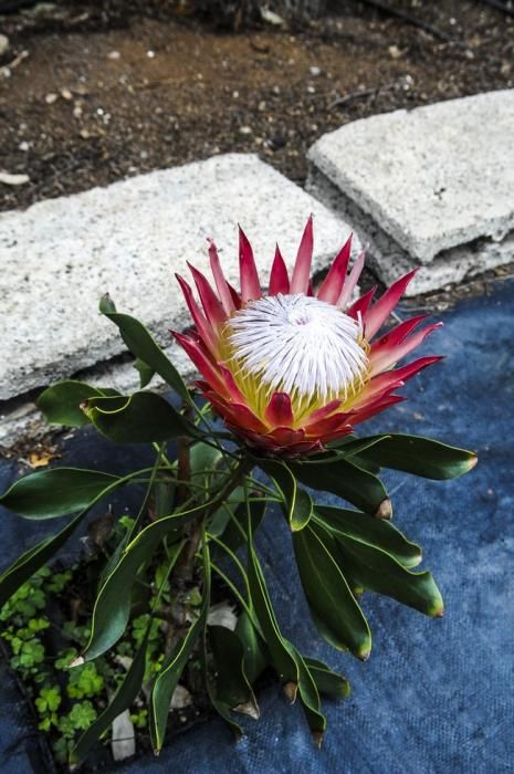 Plantación de proteas