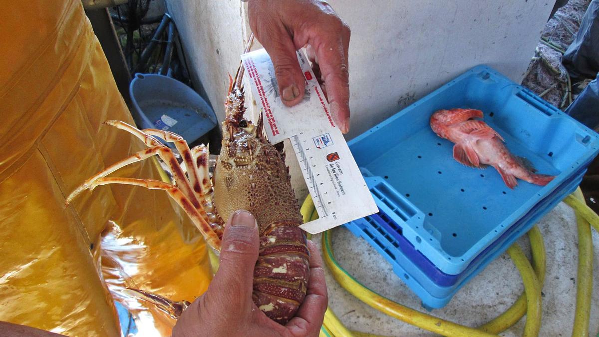 Un pescador mide una langosta capturada en Eivissa. En la caja, una ‘roja’. | J.M.L.R.