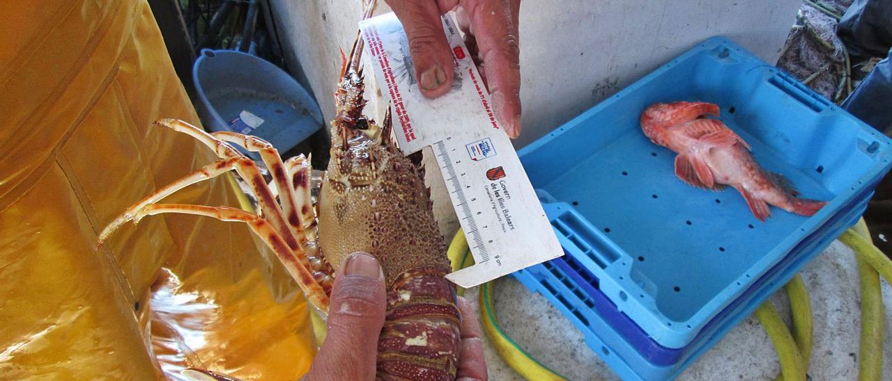 Un pescador mide una langosta capturada en Eivissa. En la caja, una ‘roja’. | J.M.L.R.