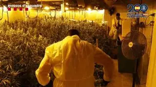 Las mafias de la marihuana eligen casas de lujo: "Están 100 veces más protegidas y hay más espacio para plantar"