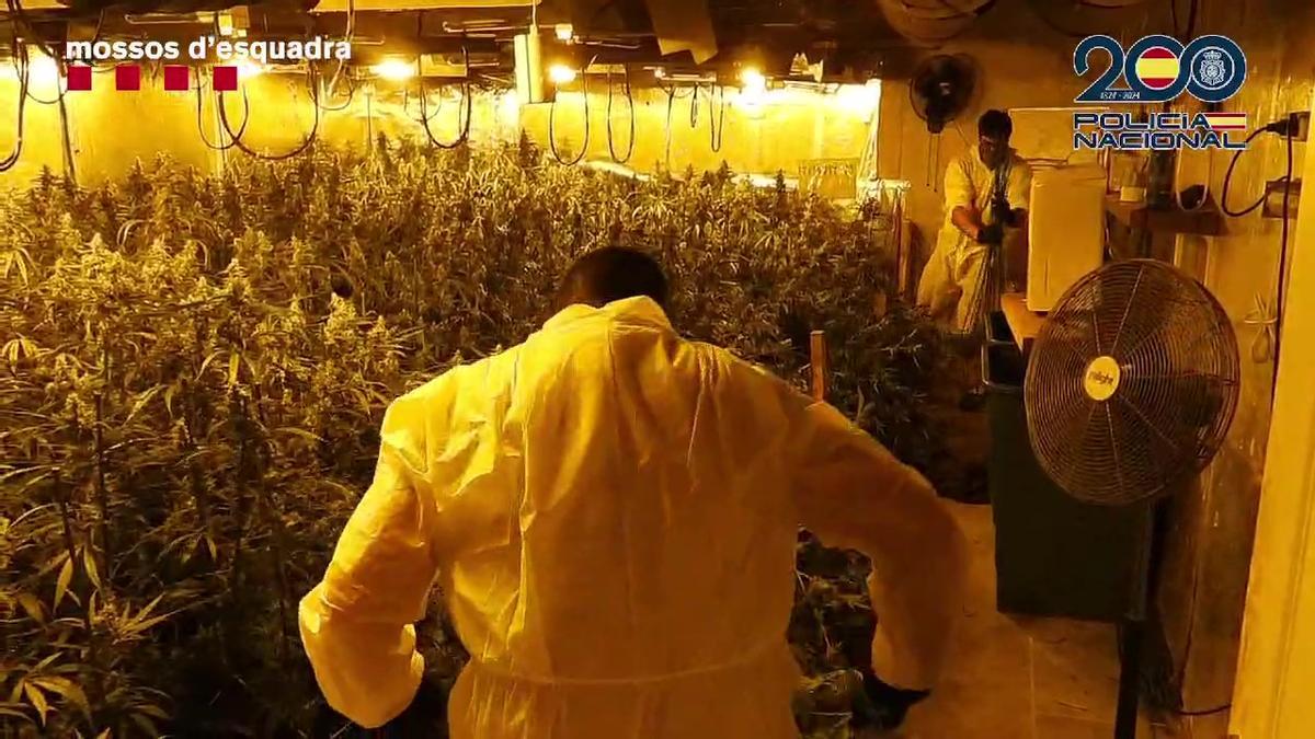 Imagen de la marihuana encontrada en una vivienda en el Maresme