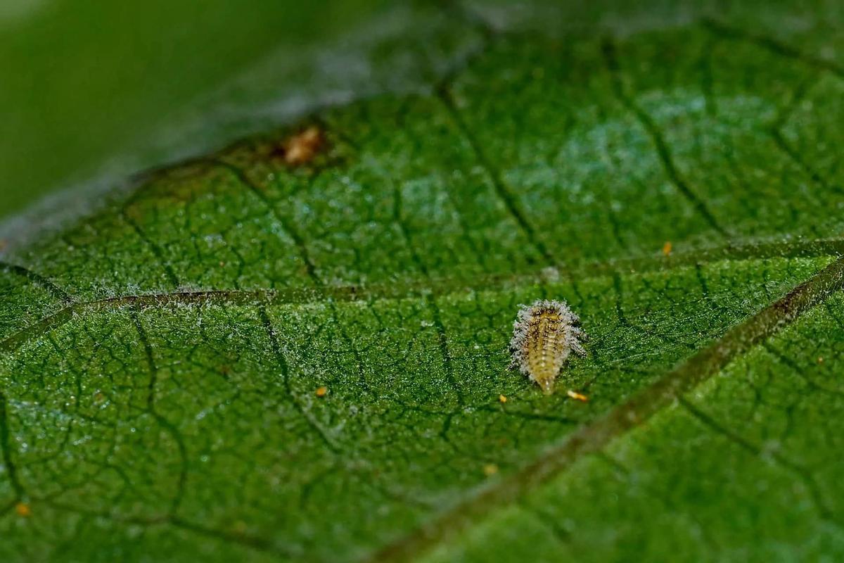 Primer plano de una filoxera sobre una hoja