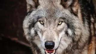 Impactante revelación: La sorprendente diferencia de tamaño entre lobos y perros que se ha hecho viral