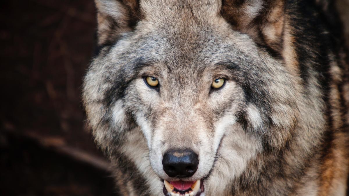 Lobo gris tamaño | La diferencia de tamaño entre lobos y perros que no  conocías