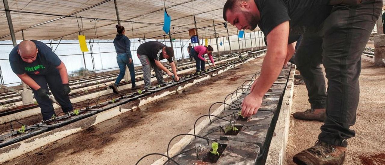 La Escuela de Capacitación Agraria ocupa más de 17 hectáreas en Guayonge, en Tacoronte, donde el alumnado aprende a manejar maquinaria, una gran diversidad de tipos de cultivos, herramientas y técnicas como la poda, el cuidado del ganado o el trabajo en laboratorio.