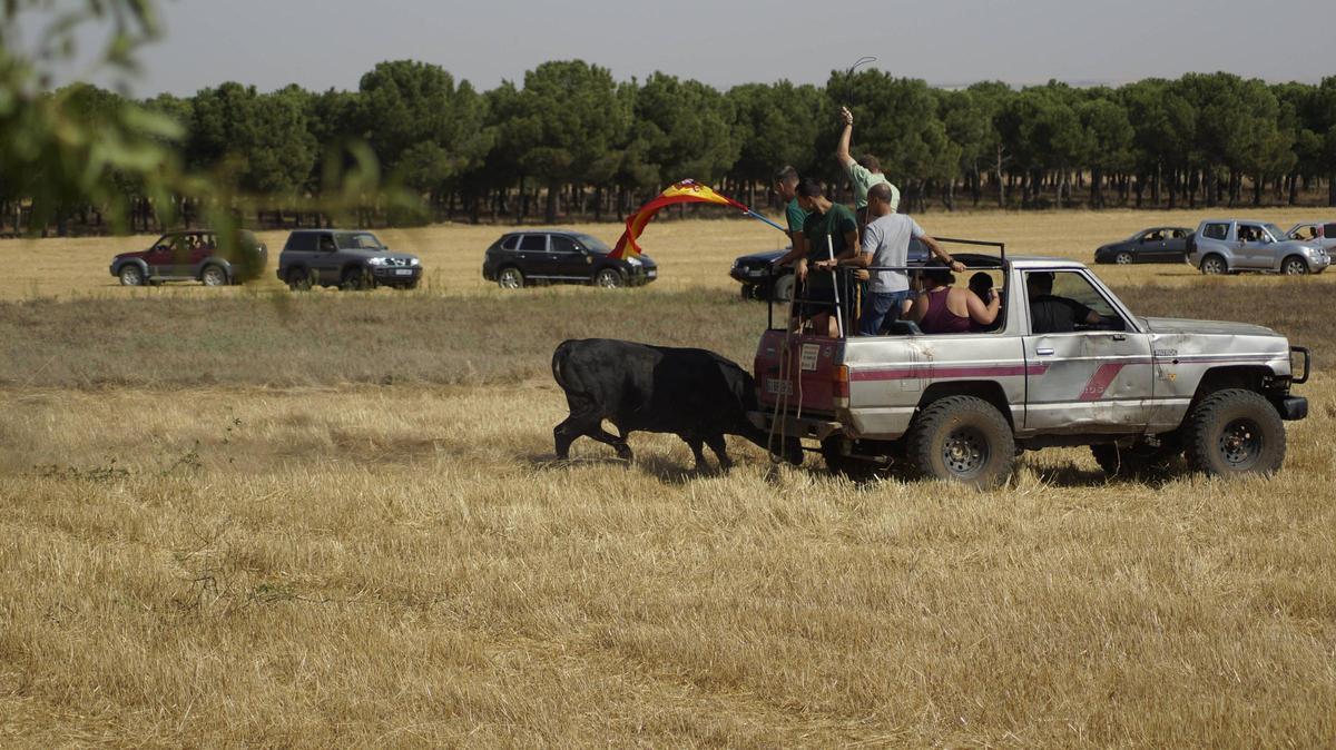 GALERÍA | Villalpando afianza su tradición taurina con un encierro mixto