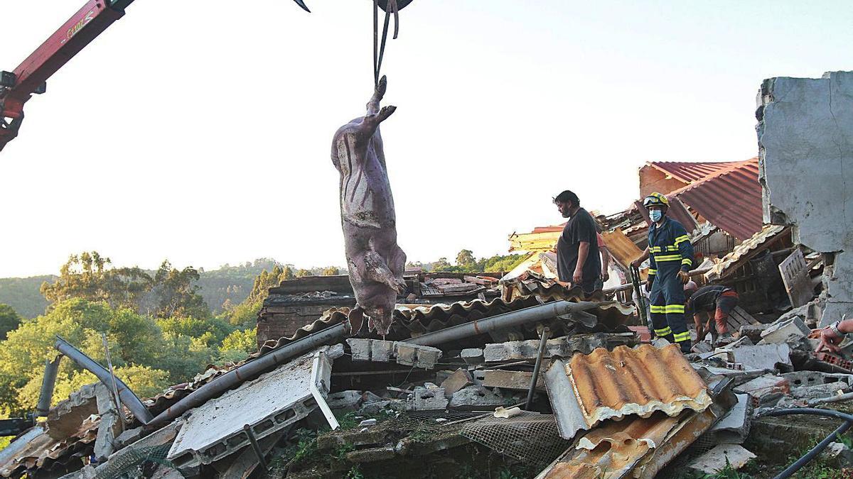 Decenas de cerdos, atrapados bajo los escombros de su granja en Ourense