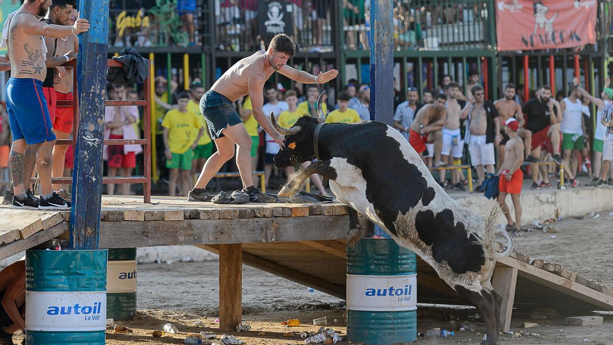 Las vacas de la Paloma no le tuvieron miedo a los obstáculos.