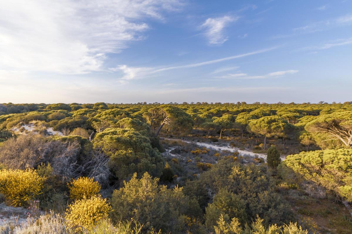 Parque Nacional de Doñana.