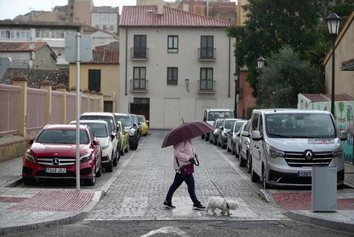 Una mujer pase a su perro bajo la lluvia.