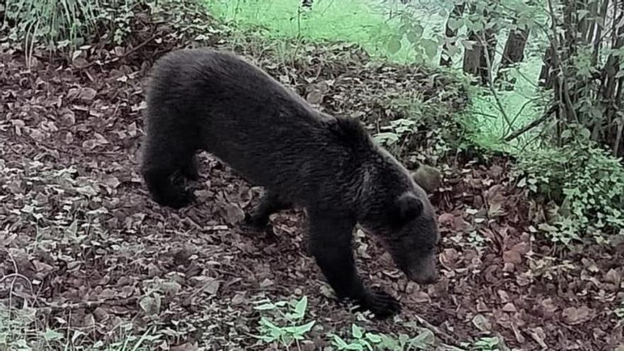 Las cámaras instaladas por Oviedo captan ya tres osos en apenas unos meses de seguimiento