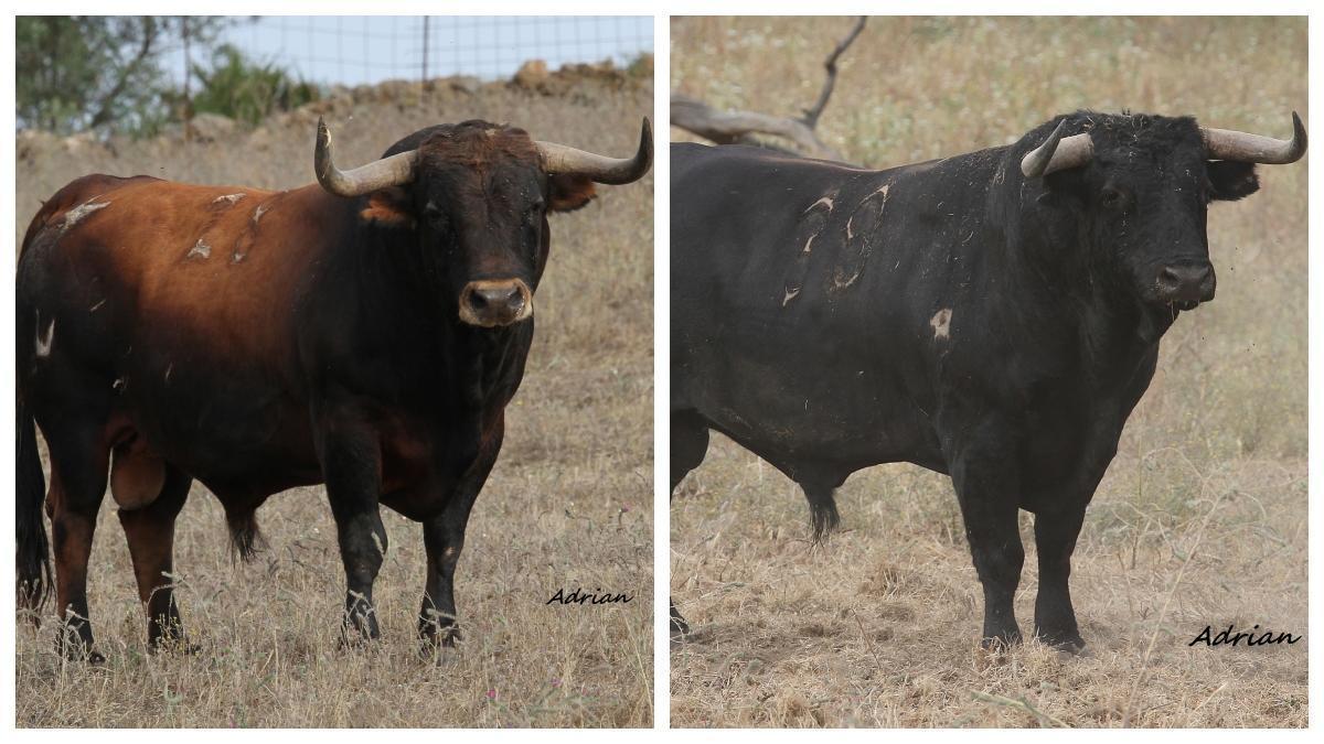 Foto de los dos toros de Cuadri que Moró exhibirá en sus fiestas patronales.