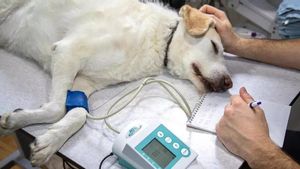 Un veterinario examina a un perro estirado en la camilla