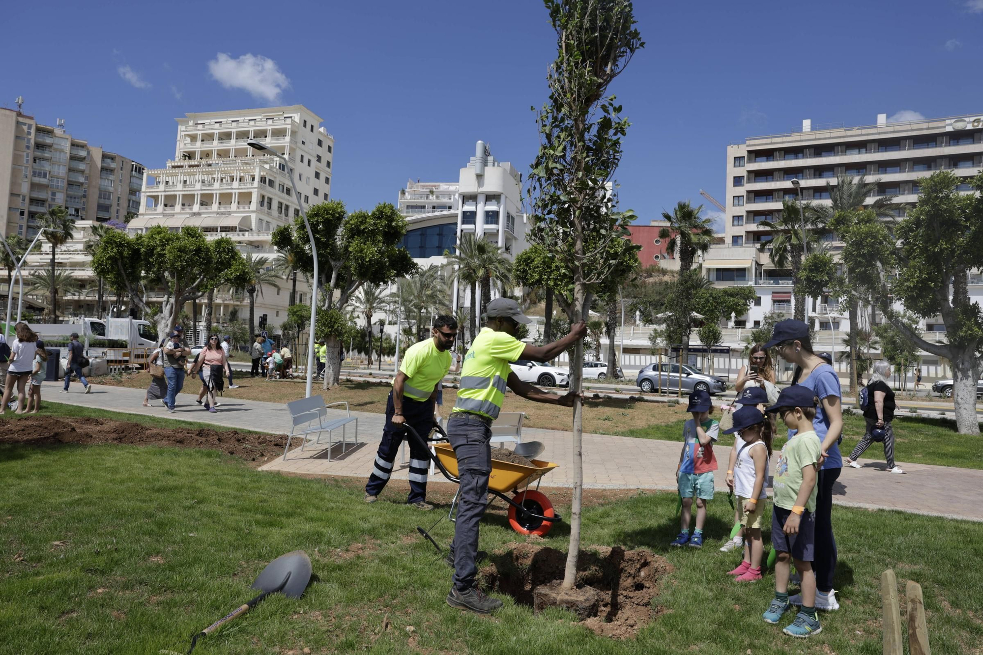 Verde para el nuevo Paseo Marítimo de Palma: pala y rastrillo para que los vecinos planten árboles