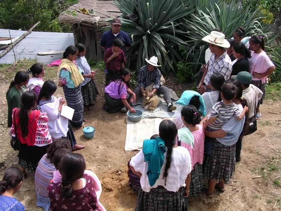 Un taller de castració de xais en una comunitat del poble mam.